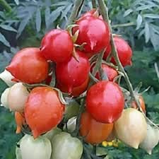 Geranium Kiss Tomato Seeds for Planting