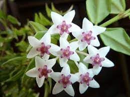Flower Seeds, Seeds for Planting, Plant Seeds