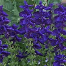 sage flower flower seeds