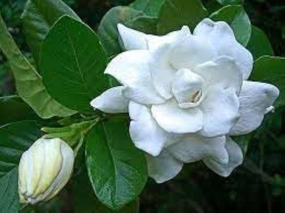 jasmine gardenia flower seeds