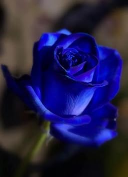 Blue Rose Heirloom Non-GMO Seeds for Planting – Neeraseeds