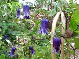 heirloom clematis flower seeds