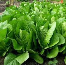 Lettuce Heirloom Seeds for Planting