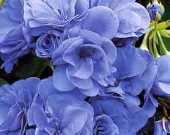 Blue Geranium Pelargonium Seeds for Planting - 100 pcs