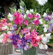 bijou flower flower seeds