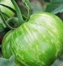 Green Big Tomato Seeds for Planting