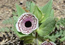 Flower Seeds, Seeds for Planting, Plant Seeds