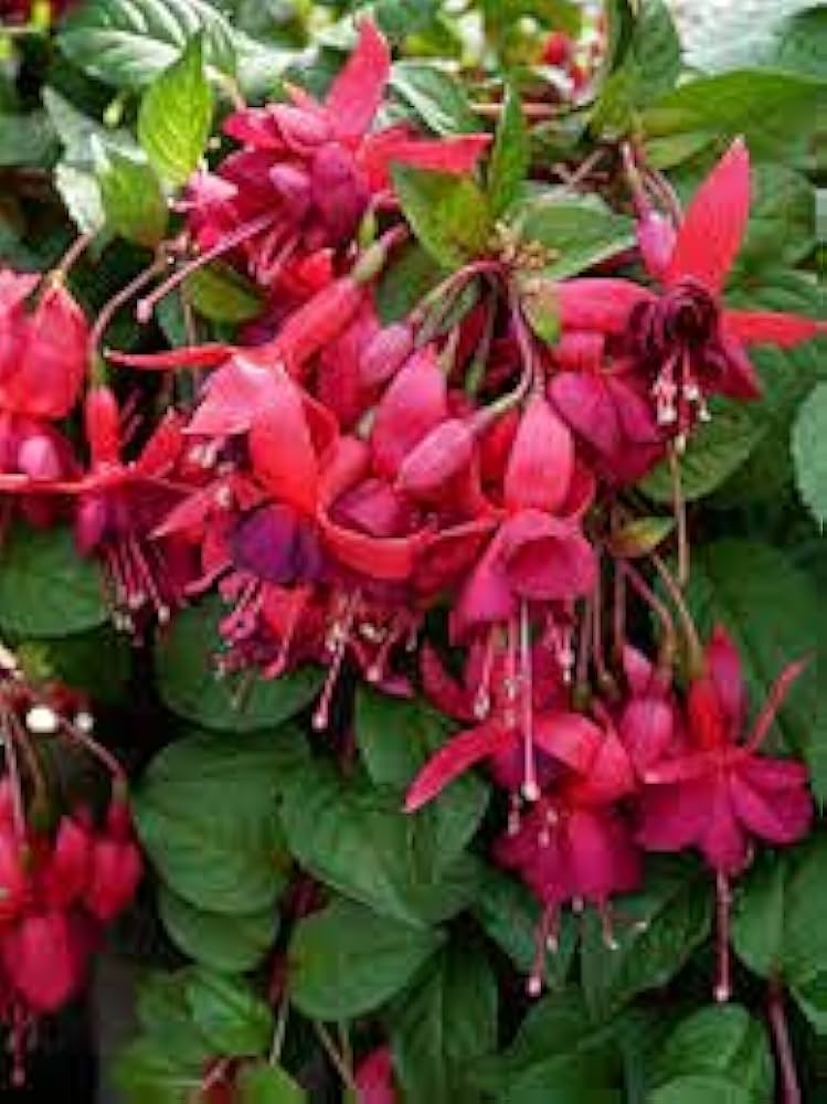 Mørkerøde Fuchsia blomsterfrø til plantning 100 stk