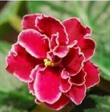 saintpaulia ionantha flower seeds