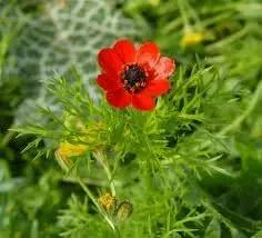 fern flower flower seeds
