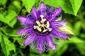passion flower flower seeds