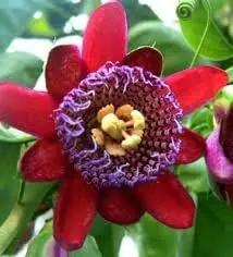 riesengranadilla flower flower seeds