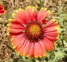 heirloom non flower seeds