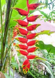 false bird flower seeds