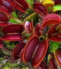 Flower Seeds, Seeds for Planting, Plant Seeds