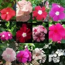 vinca periwinkle flower seeds