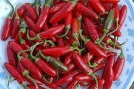 Apache Chili Pepper Seeds for Planting