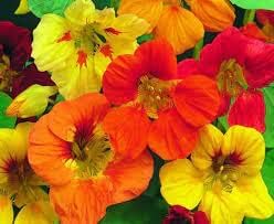 Flower Seeds, Seeds for Planting, Plant Seeds