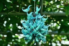 jadewein flower flower seeds