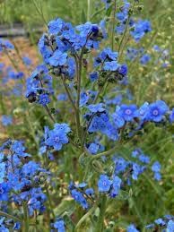 Flower Seeds, Seeds for Planting, Plant Seeds