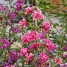 Flower Seeds, Seeds for Planting, Plant Seeds