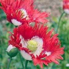 danish flower flower seeds