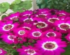 Flower Seeds, Seeds for Planting, Plant Seeds