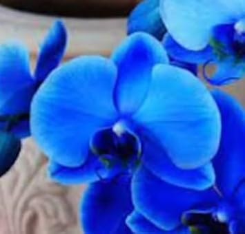 Flower Seeds, Seeds for Planting, Plant Seeds