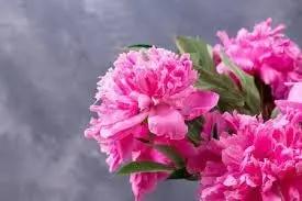 carnations flower flower seeds