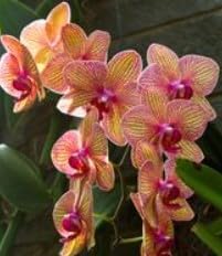 Flower Seeds, Seeds for Planting, Plant Seeds