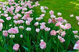 Flower Seeds, Seeds for Planting, Plant Seeds