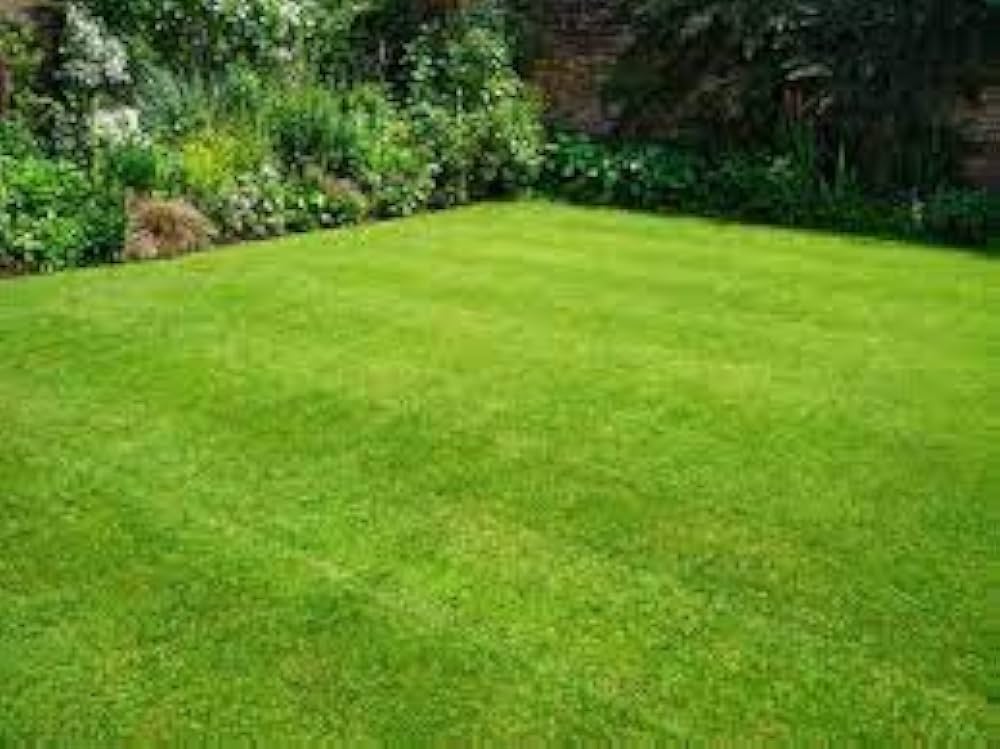 grass plant flower seeds