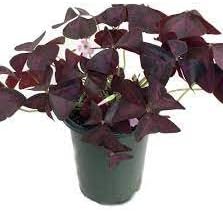 Flower Seeds, Seeds for Planting, Plant Seeds