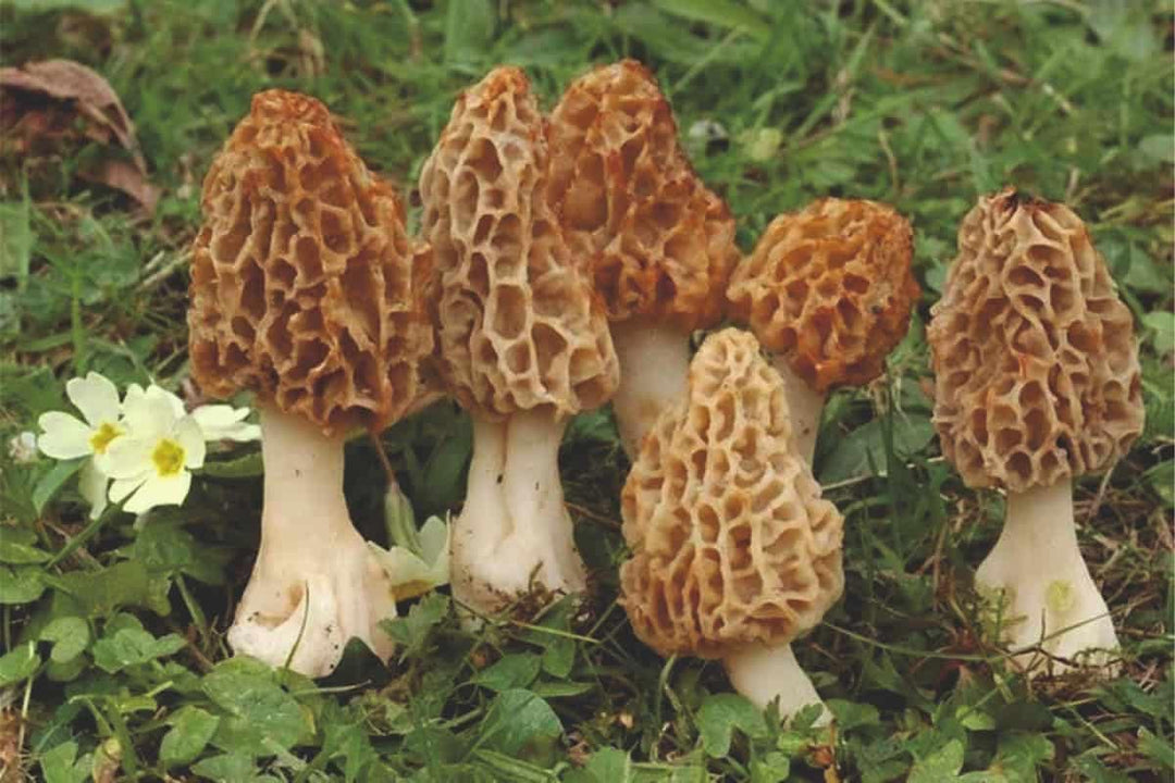mushroom plant seeds Morels Mushroom Seeds for Planting – Heirloom, Non-GMO, High Germination Organic Garden Spores