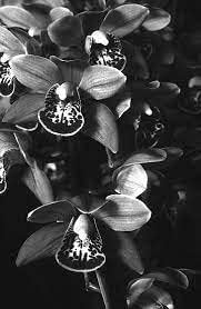 black cymbidium flower seeds