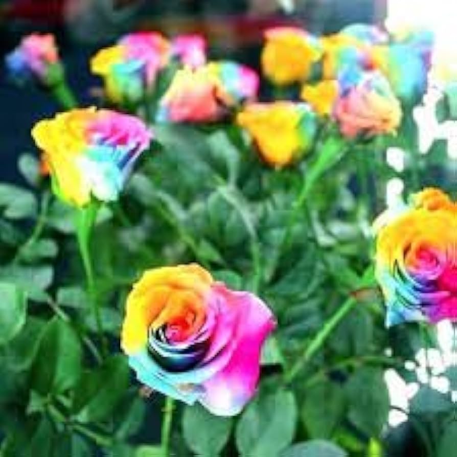 rose rosa flower seeds