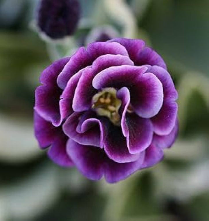 Organic Light Purple Auriculata Flower Seeds for Planting – Heirloom, Non-GMO