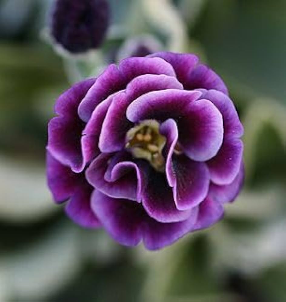 purple organic flower seeds