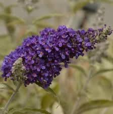 Flower Seeds, Seeds for Planting, Plant Seeds