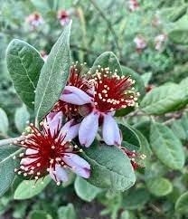 Flower Seeds, Seeds for Planting, Plant Seeds