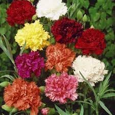 carnation flower flower seeds
