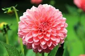 heirloom dahlia flower seeds