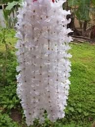 rhynchostylis retusa flower seeds