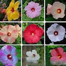 Flower Seeds, Seeds for Planting, Plant Seeds