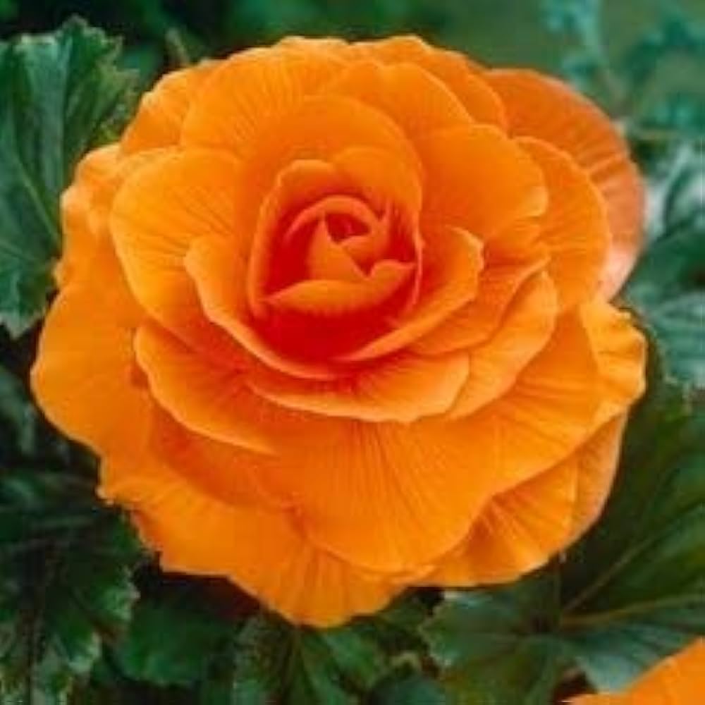 Camellia orange blomsterfrø til plantning - 100 stk