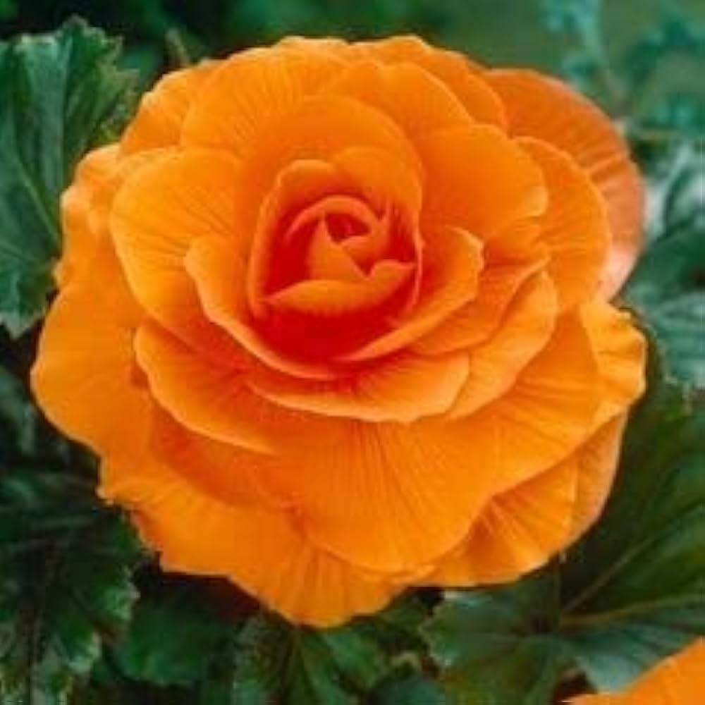 orange camellia flower seeds