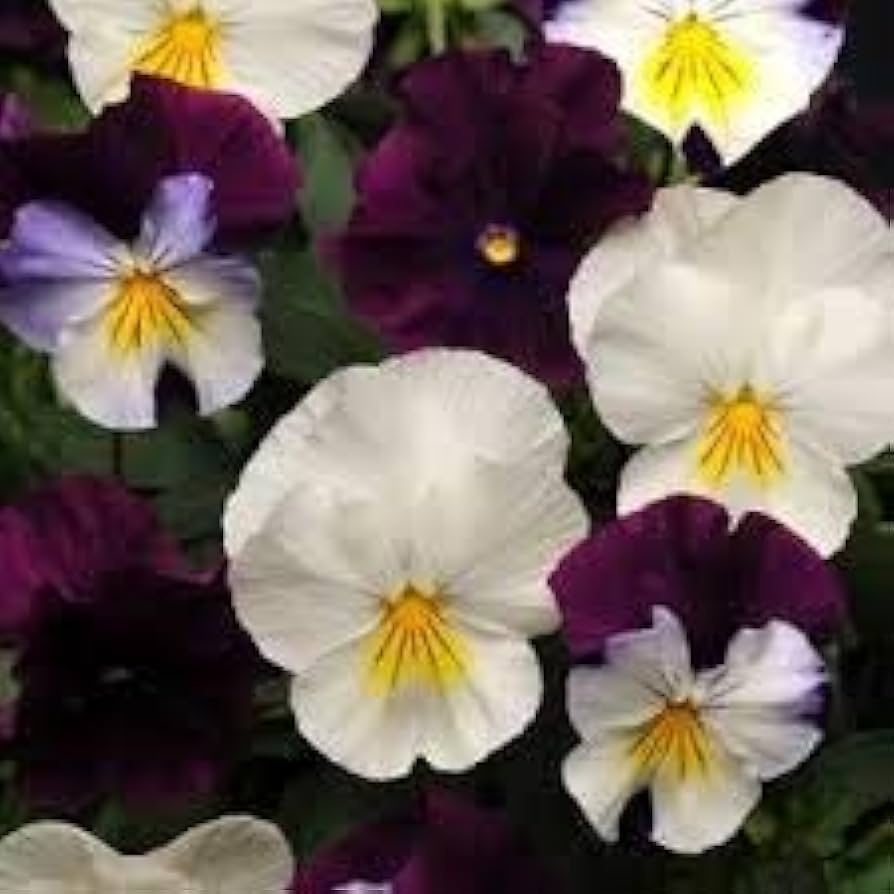 Purple Cream Pansy Flower Seeds for Planting - 100 pcs