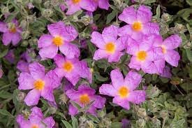 cistus flower flower seeds