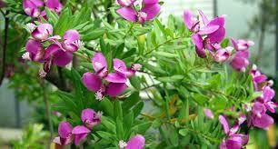 Flower Seeds, Seeds for Planting, Plant Seeds