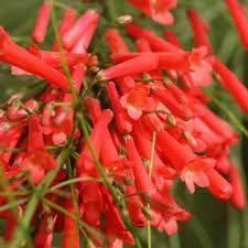 russelia flower flower seeds